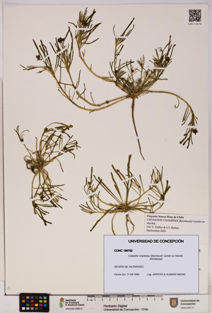 Cistanthe chamissoi [Espécimen: UDEC:CONC:0188782]