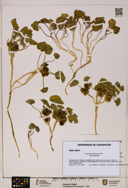 Dioscorea volckmannii [Espécimen: ]
