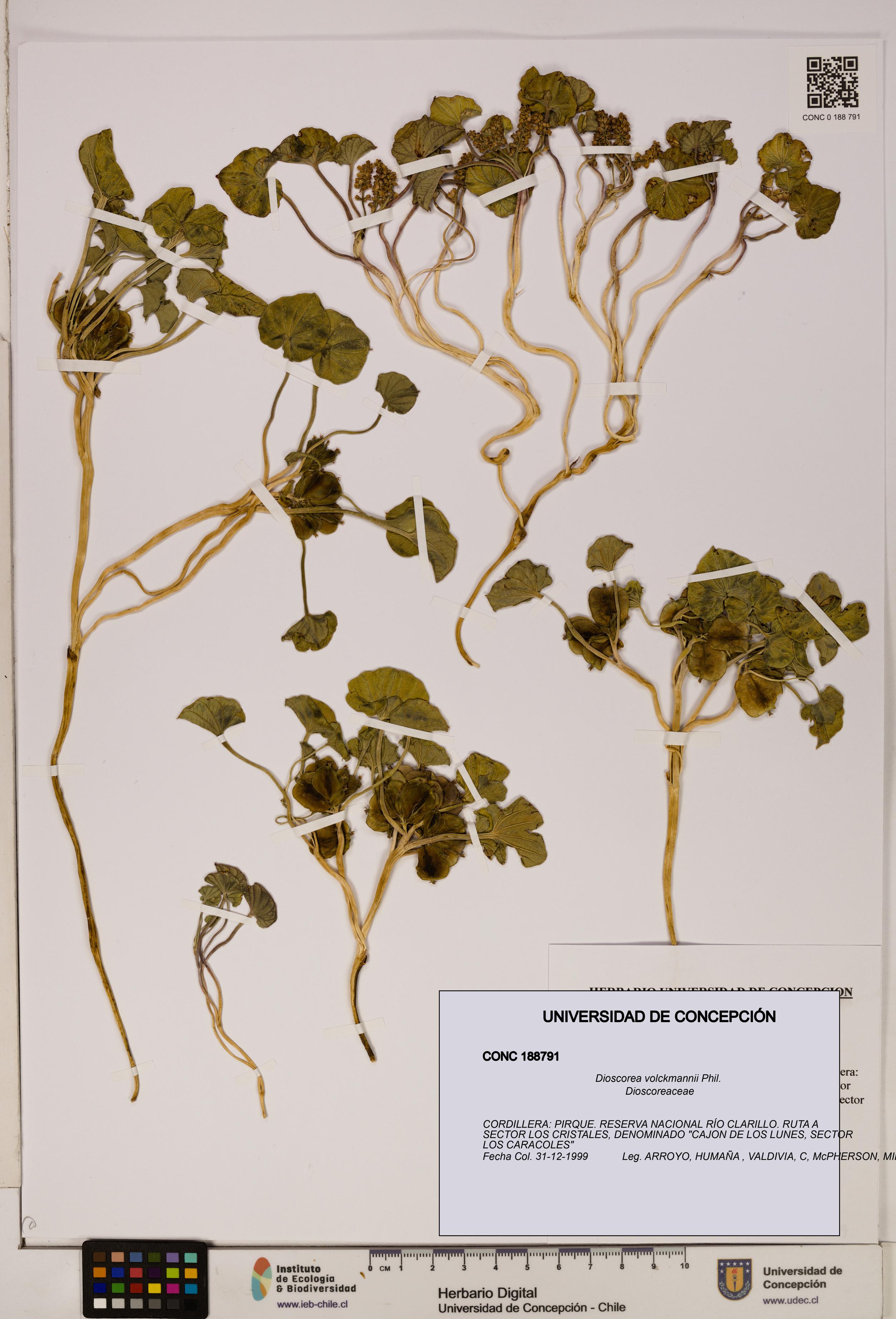 Dioscorea volckmannii [Espécimen: ]