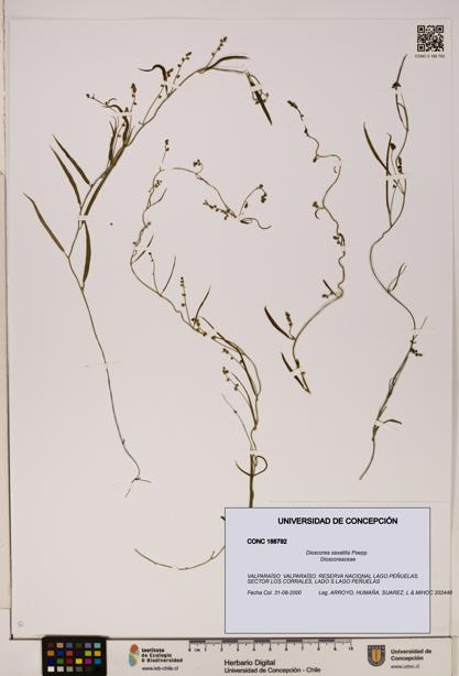 Dioscorea saxatilis [Espécimen: ]