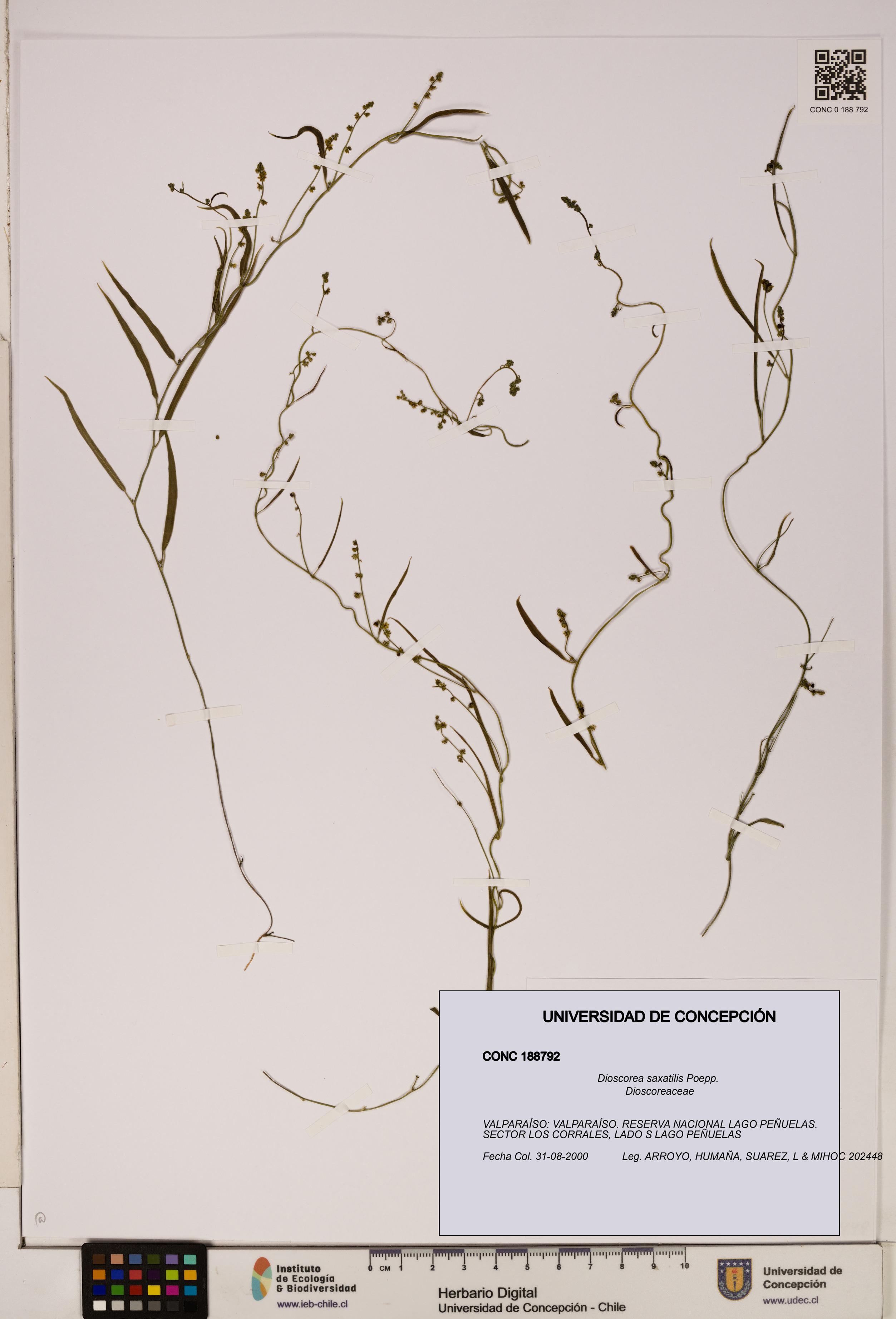 Dioscorea saxatilis [Espécimen: ]