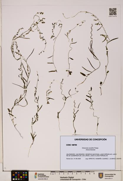 Dioscorea saxatilis [Espécimen: ]