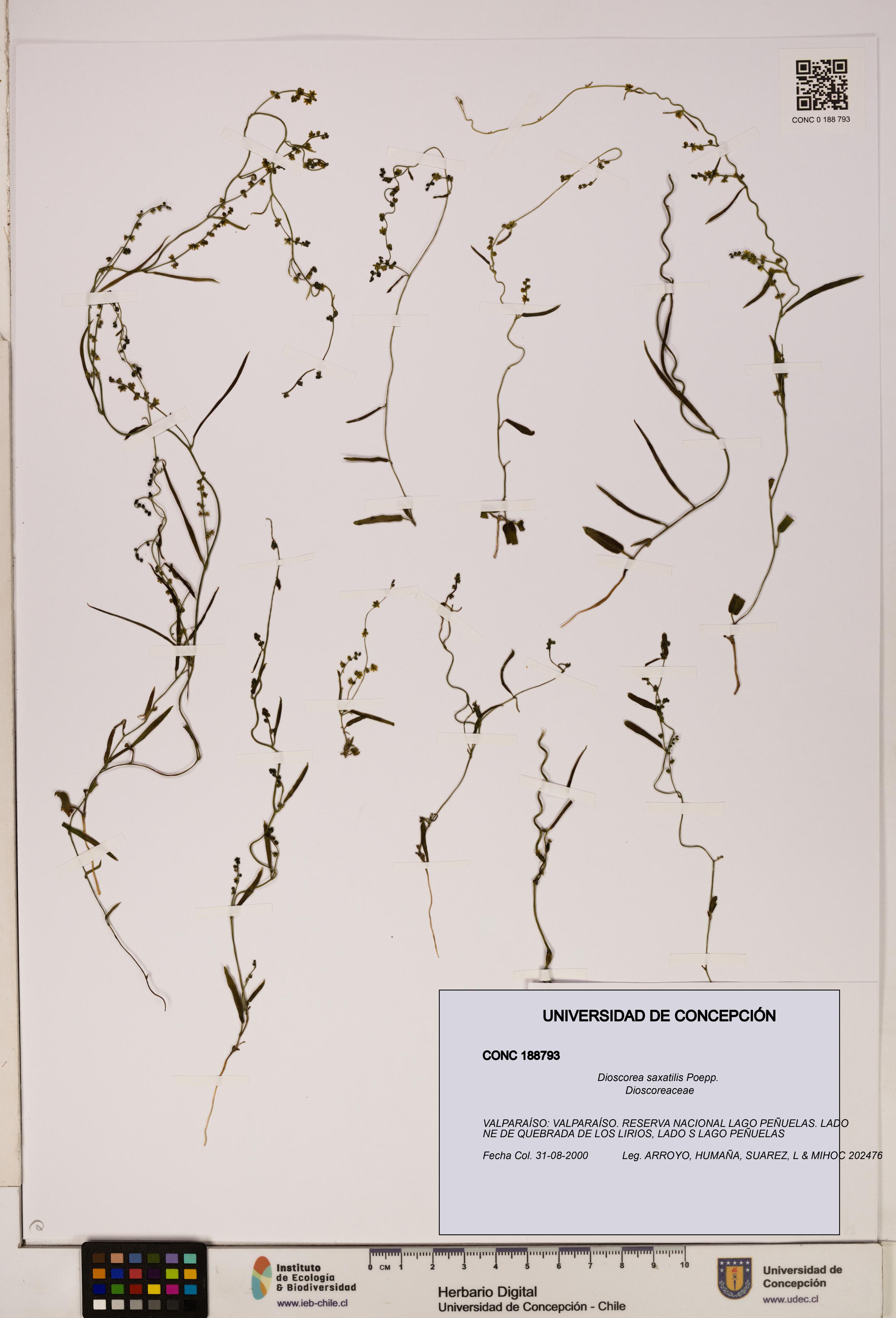 Dioscorea saxatilis [Espécimen: ]