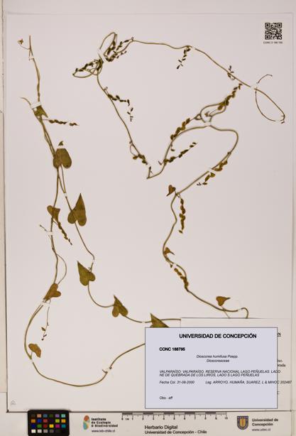 Dioscorea humifusa [Espécimen: ]