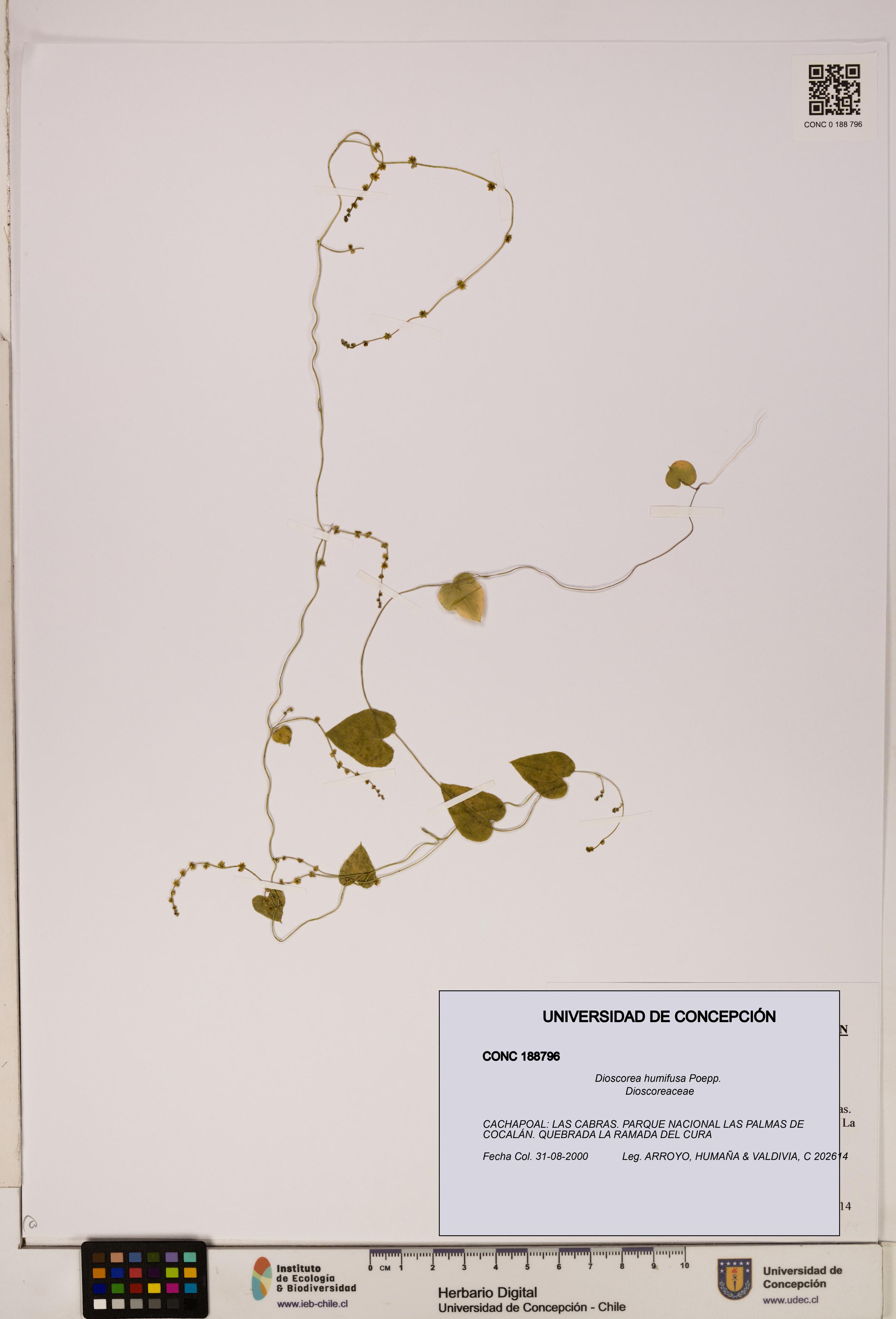 Dioscorea humifusa [Espécimen: ]