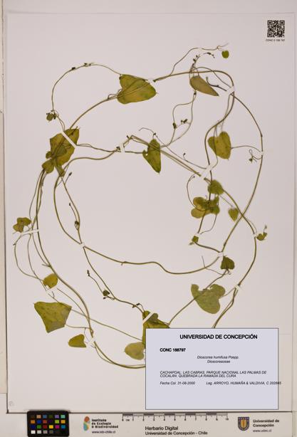 Dioscorea humifusa [Espécimen: ]