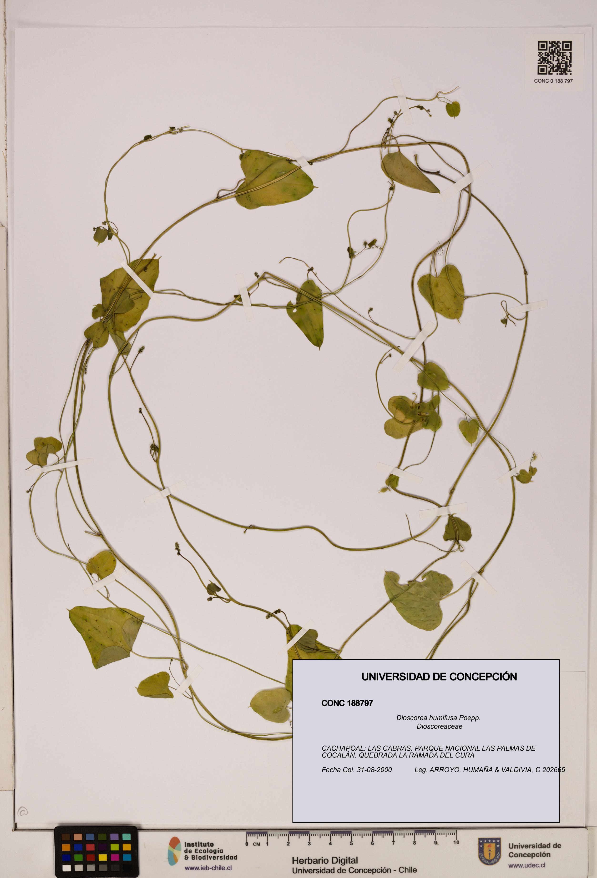 Dioscorea humifusa [Espécimen: ]