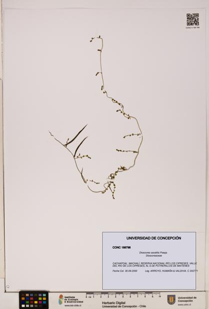 Dioscorea saxatilis [Espécimen: ]