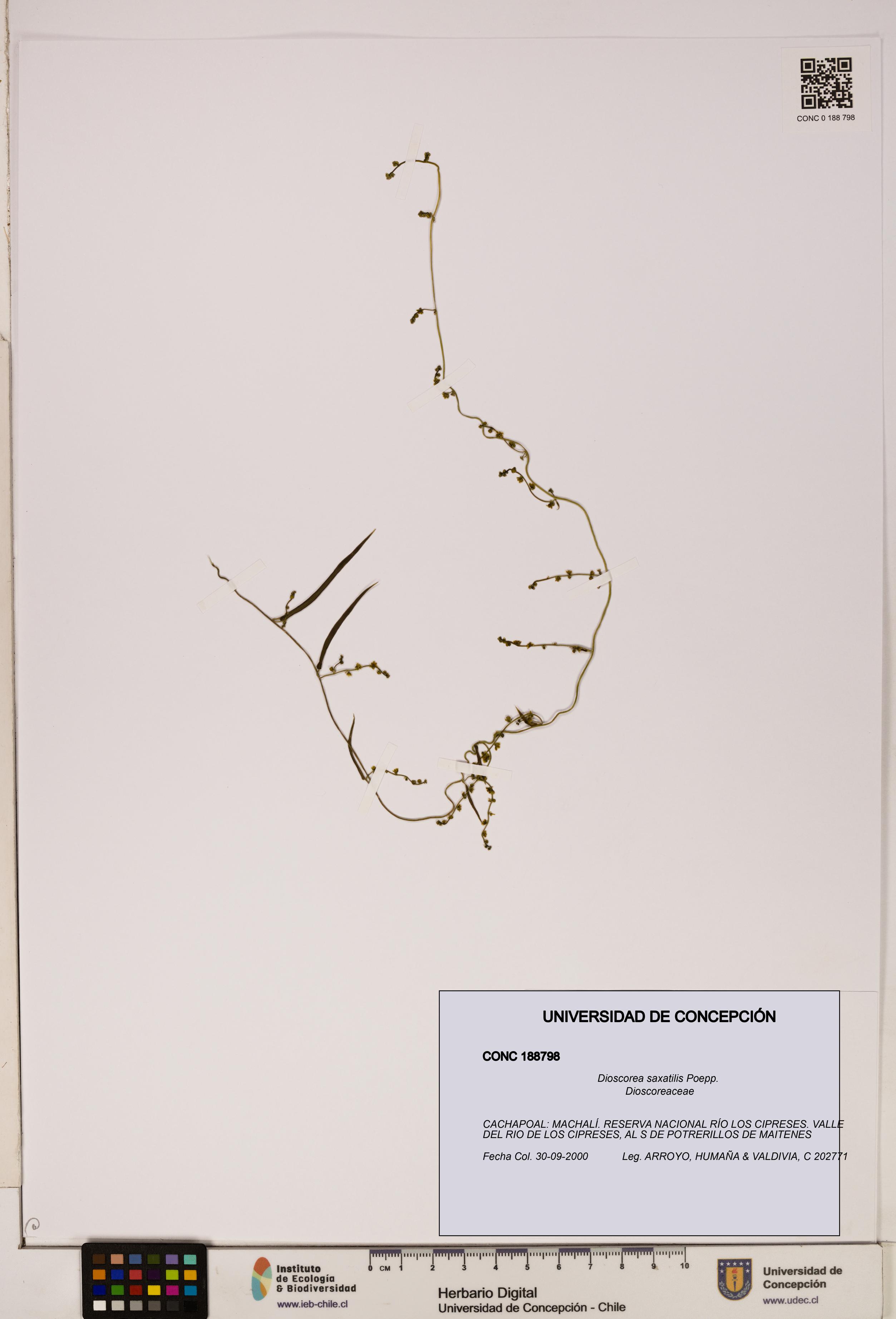 Dioscorea saxatilis [Espécimen: ]
