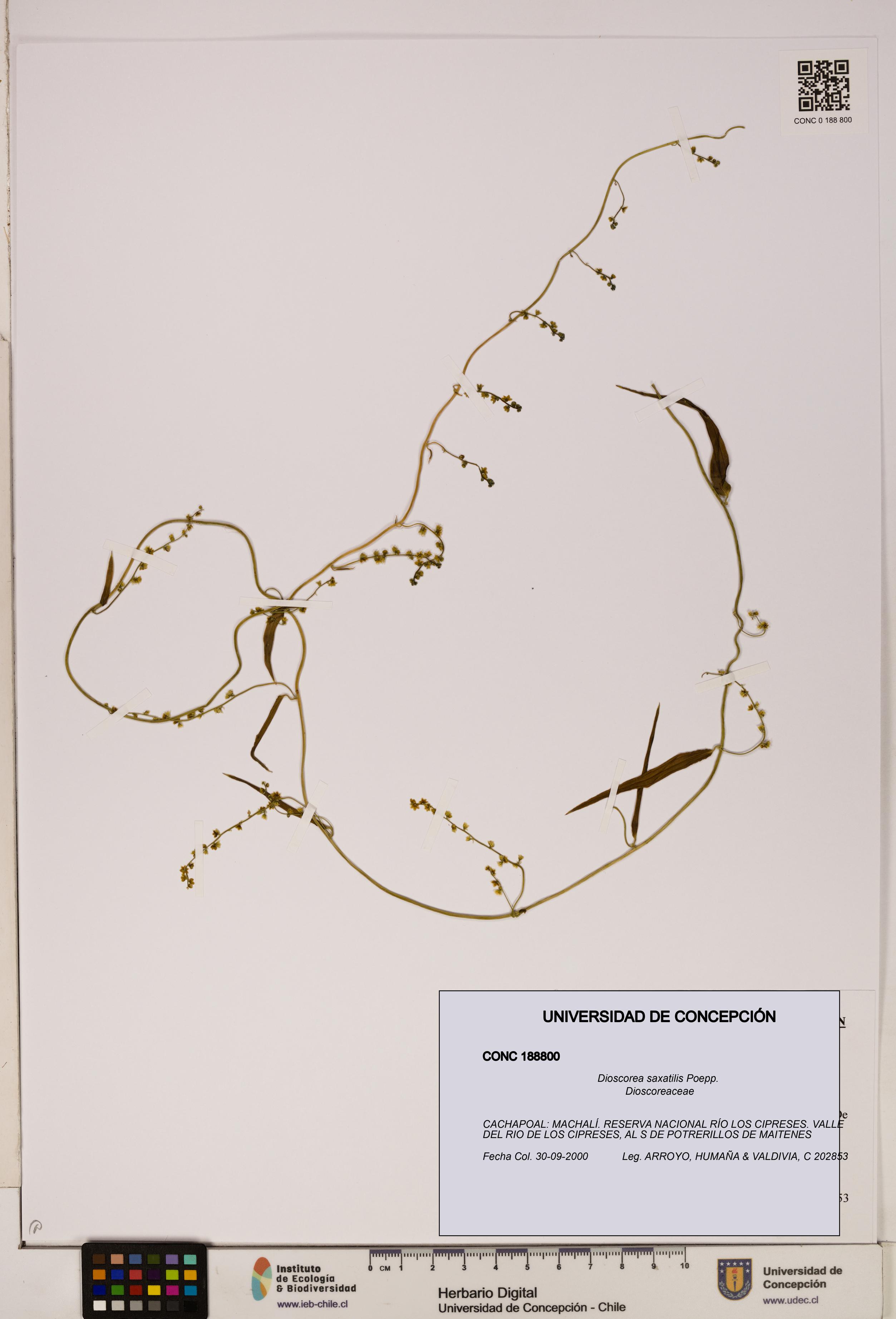 Dioscorea saxatilis [Espécimen: ]