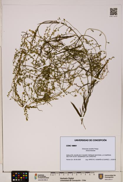 Dioscorea saxatilis [Espécimen: ]