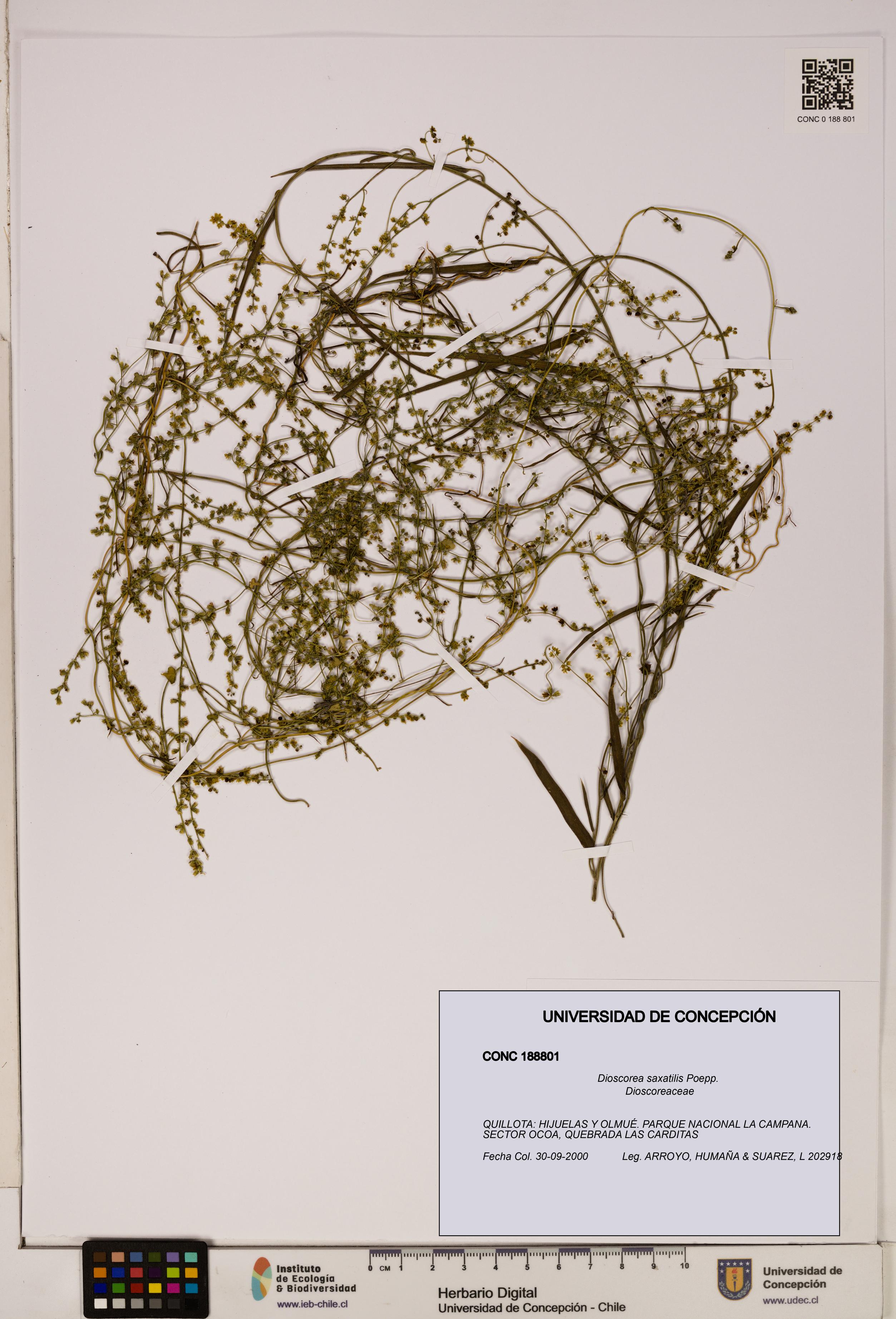 Dioscorea saxatilis [Espécimen: ]