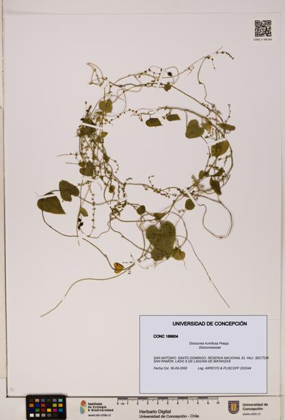 Dioscorea humifusa [Espécimen: ]