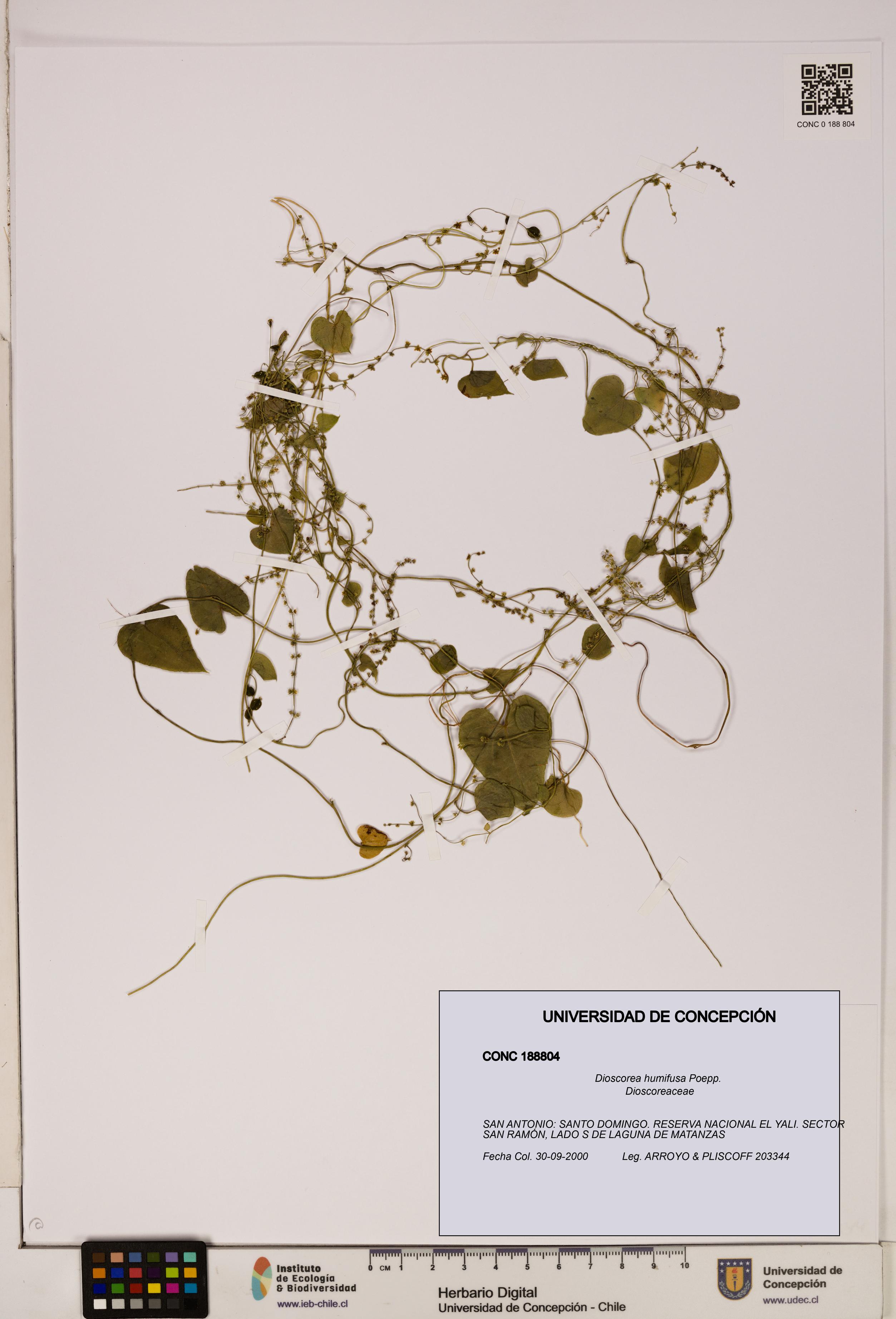 Dioscorea humifusa [Espécimen: ]