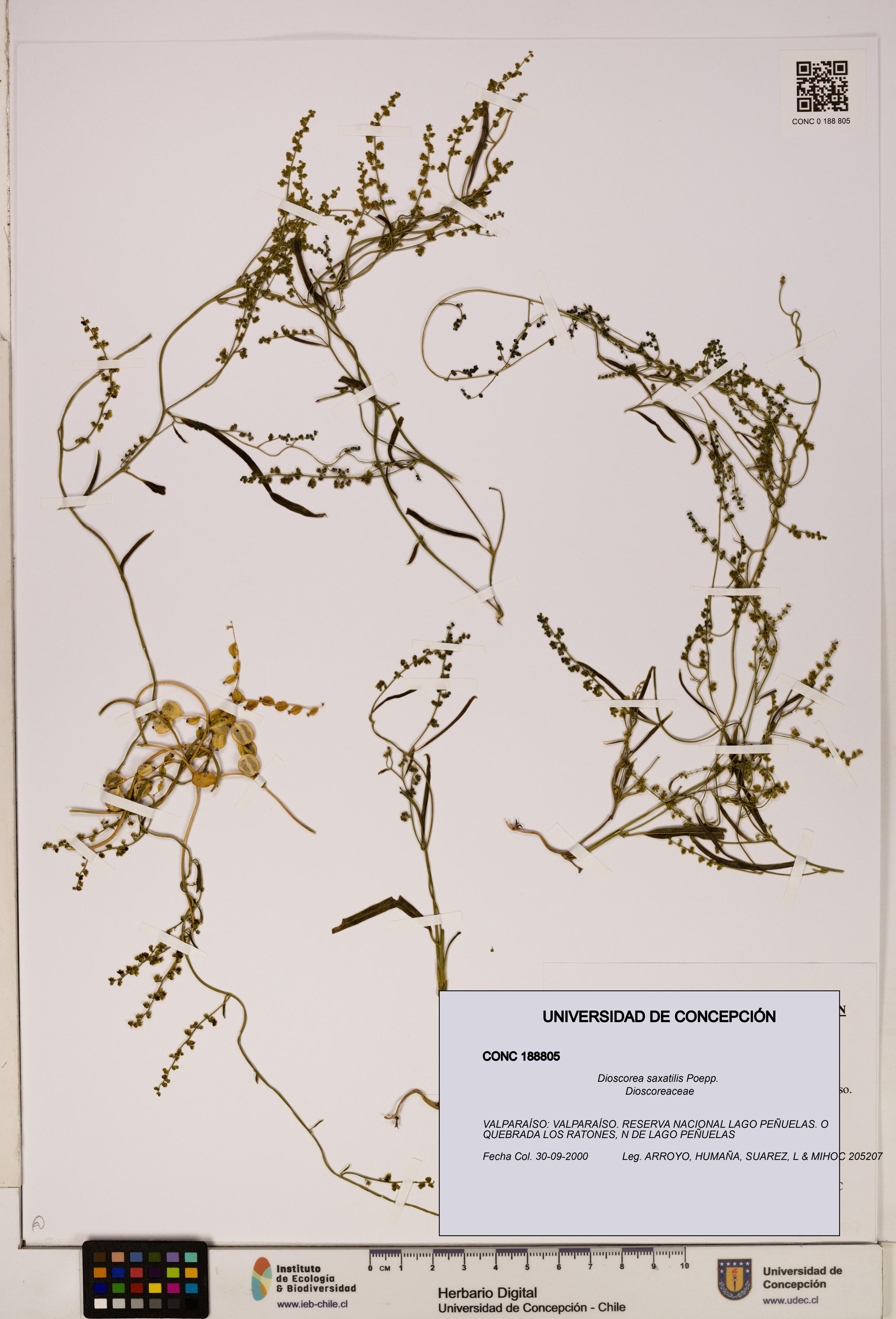 Dioscorea saxatilis [Espécimen: ]