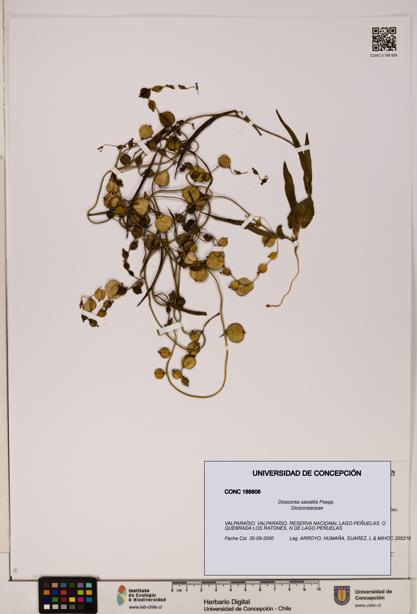 Dioscorea saxatilis [Espécimen: ]