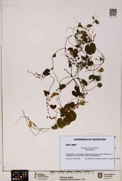 Dioscorea humifusa [Espécimen: ]