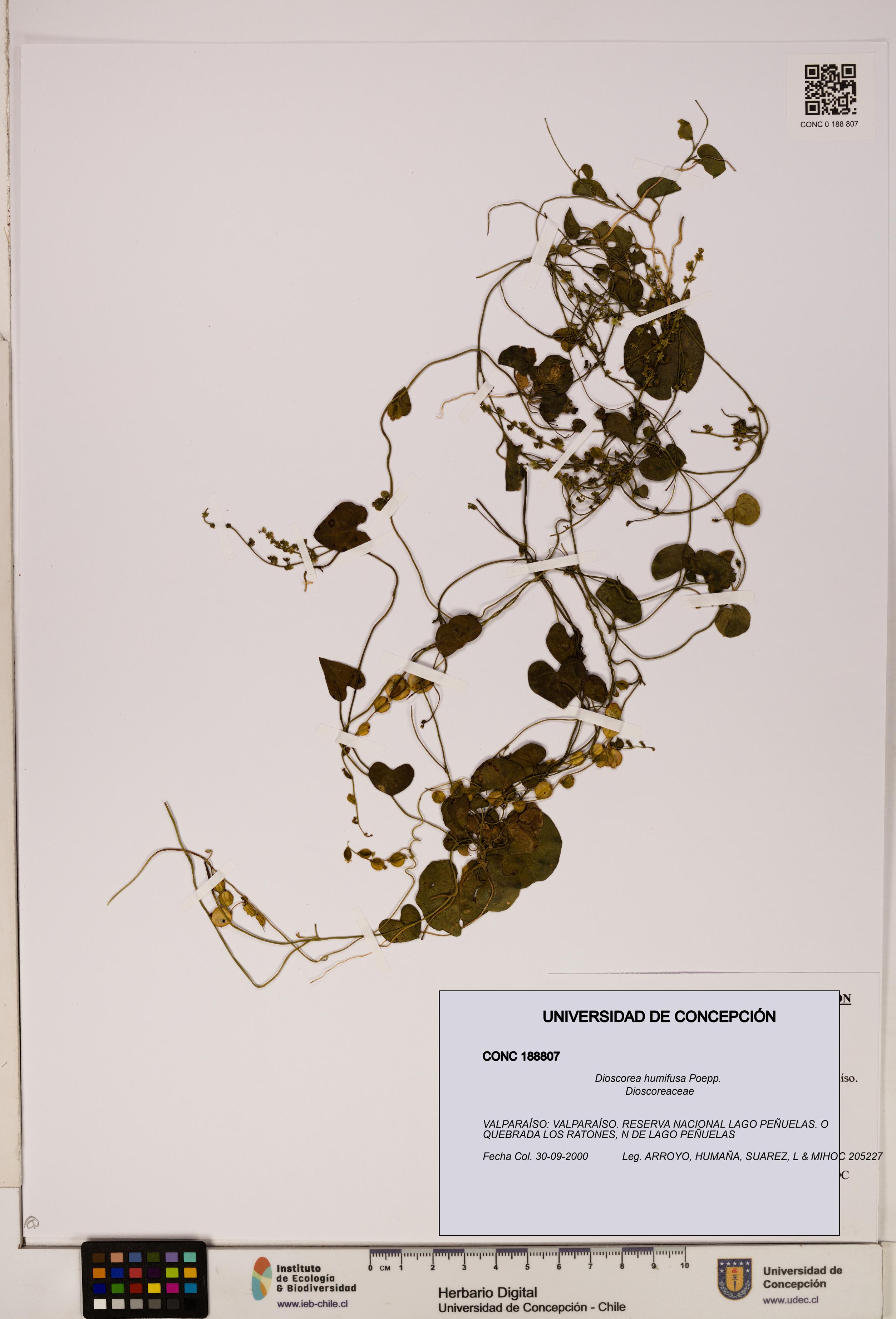 Dioscorea humifusa [Espécimen: ]