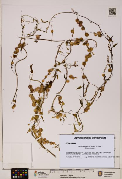 Dioscorea variifolia [Espécimen: ]