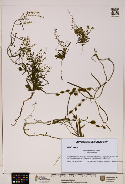 Dioscorea saxatilis [Espécimen: ]