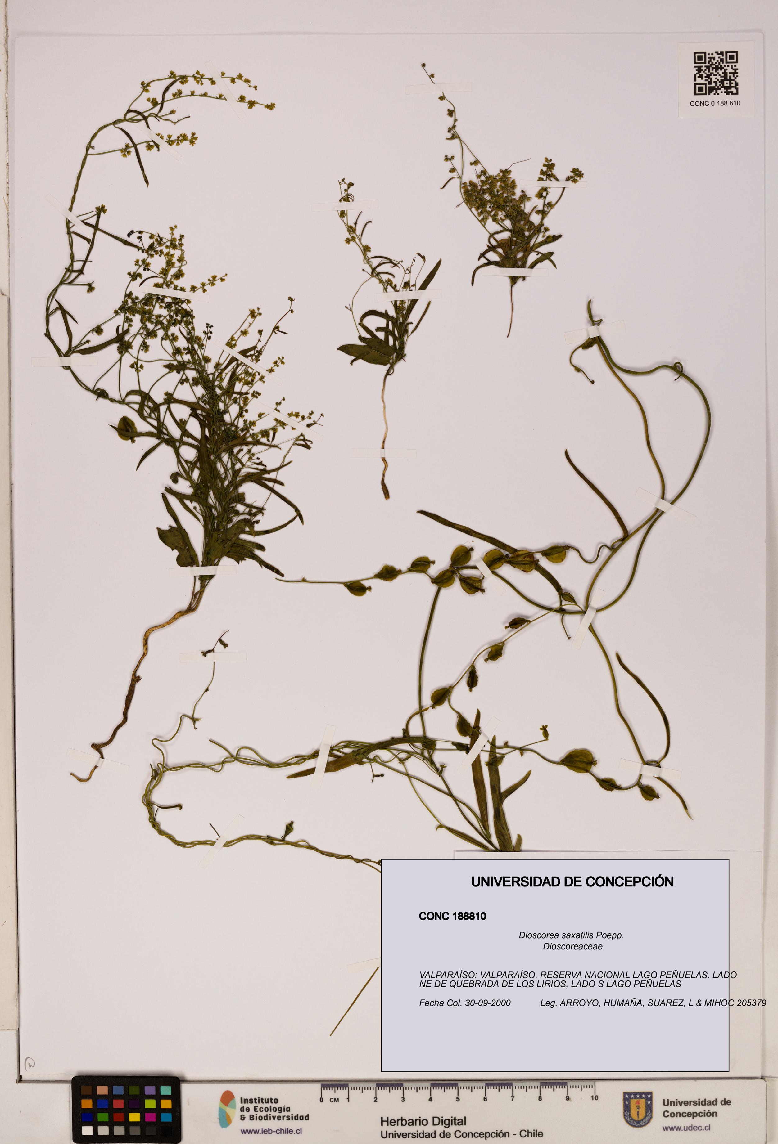 Dioscorea saxatilis [Espécimen: ]