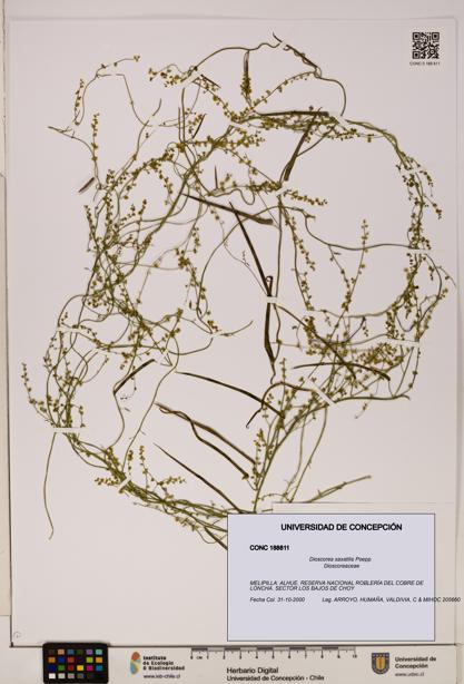 Dioscorea saxatilis [Espécimen: ]