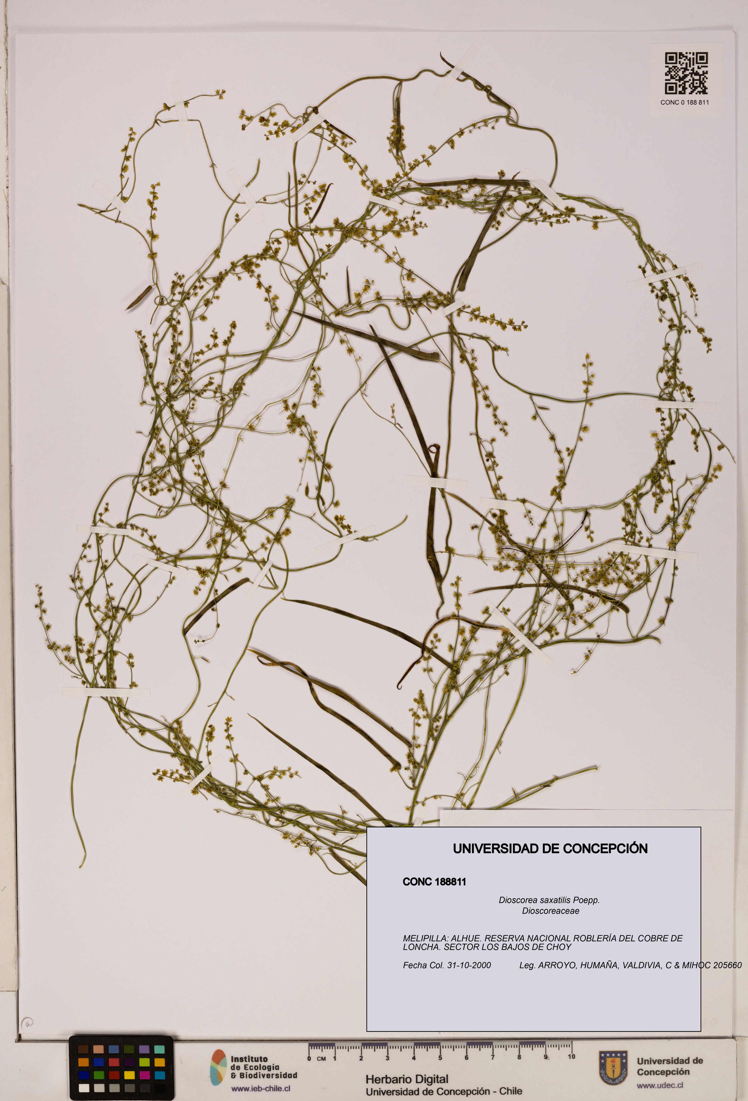 Dioscorea saxatilis [Espécimen: ]