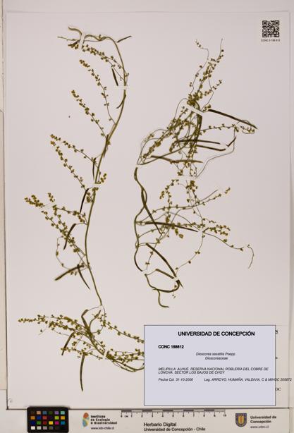 Dioscorea saxatilis [Espécimen: ]