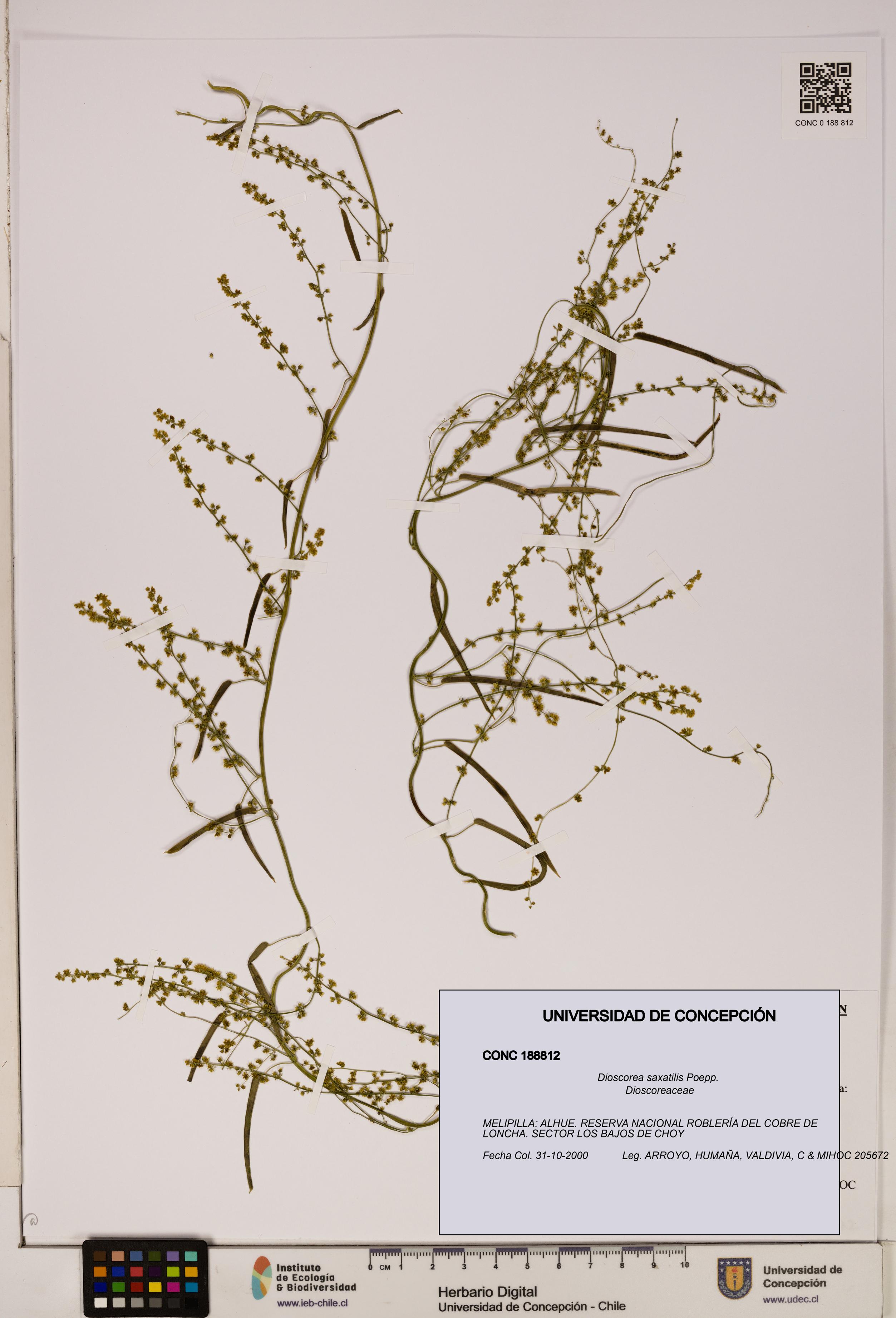 Dioscorea saxatilis [Espécimen: ]