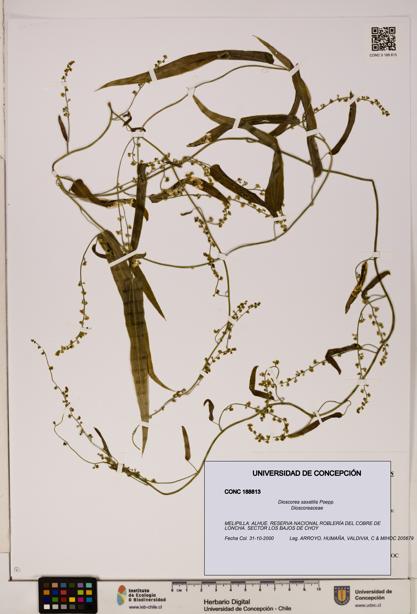 Dioscorea saxatilis [Espécimen: ]
