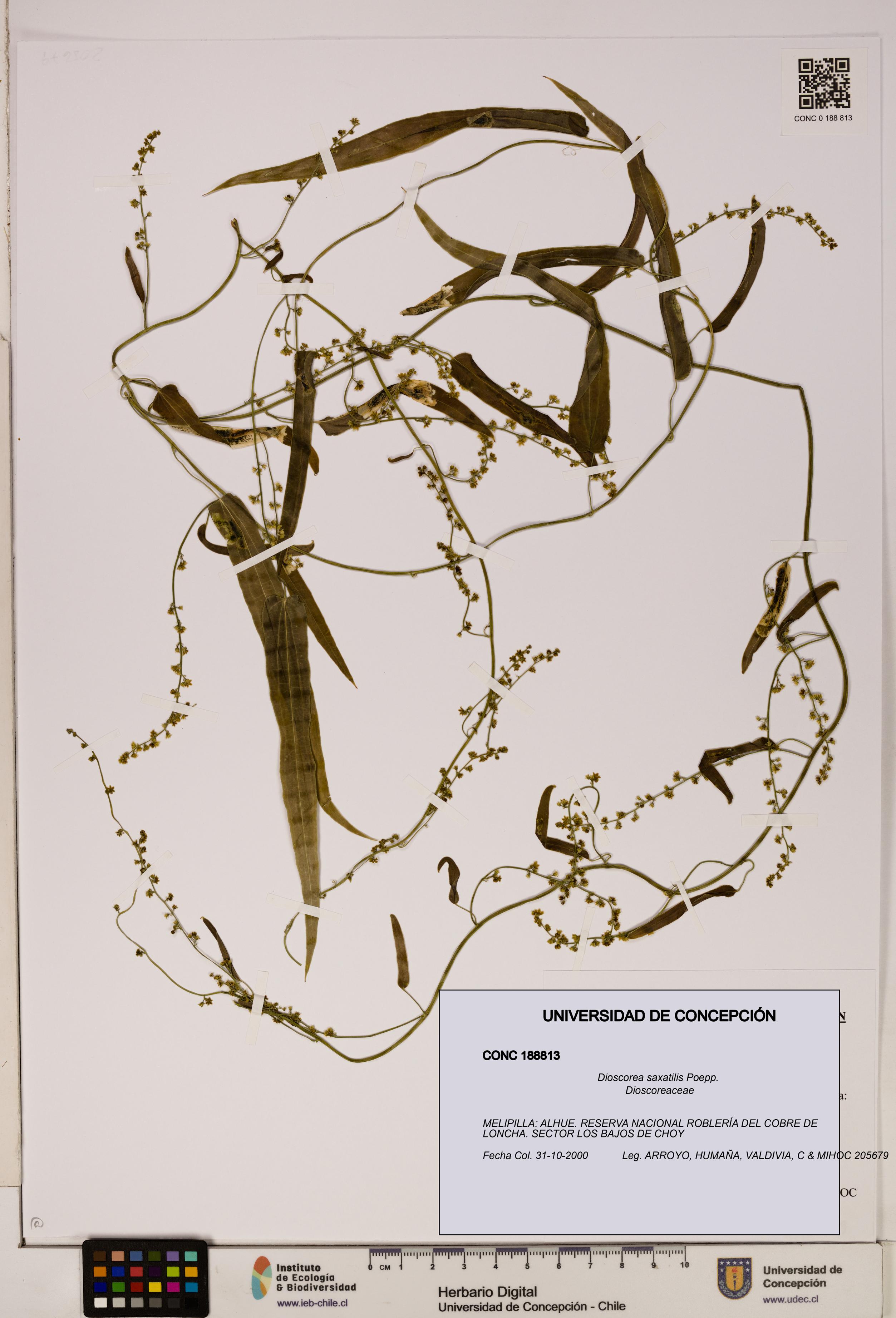 Dioscorea saxatilis [Espécimen: ]