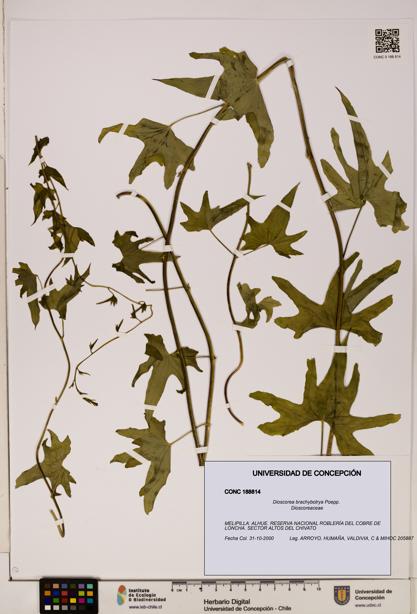 Dioscorea brachybotrya [Espécimen: ]