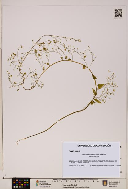 Dioscorea bridgesii [Espécimen: ]