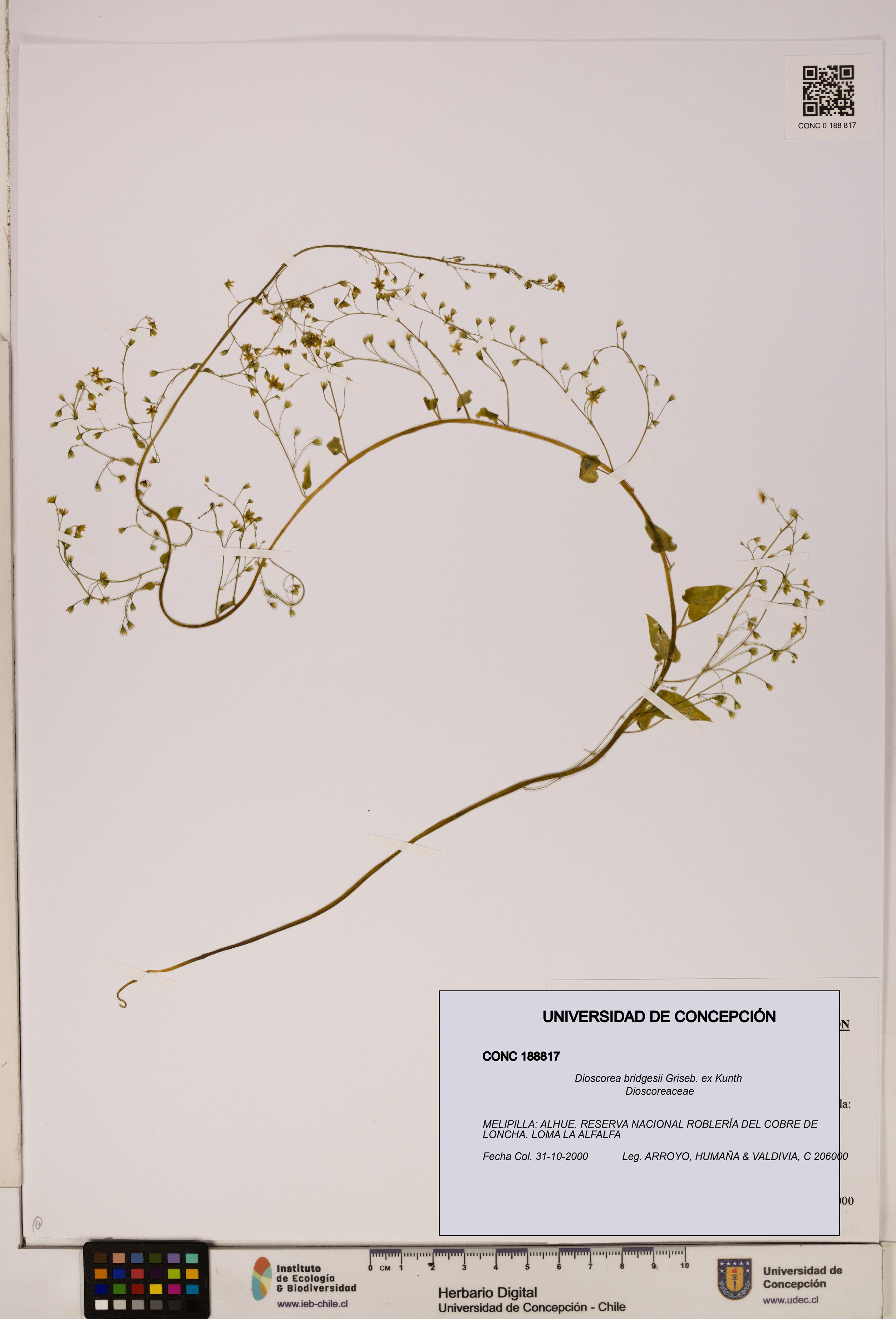 Dioscorea bridgesii [Espécimen: ]