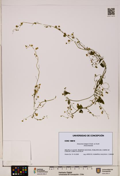 Dioscorea bridgesii [Espécimen: ]