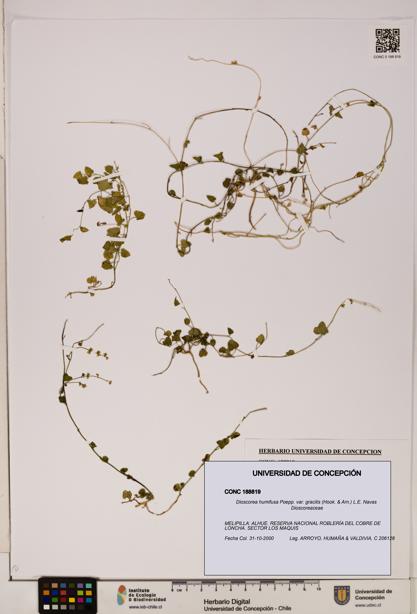 Dioscorea humifusa var. gracilis [Espécimen: ]