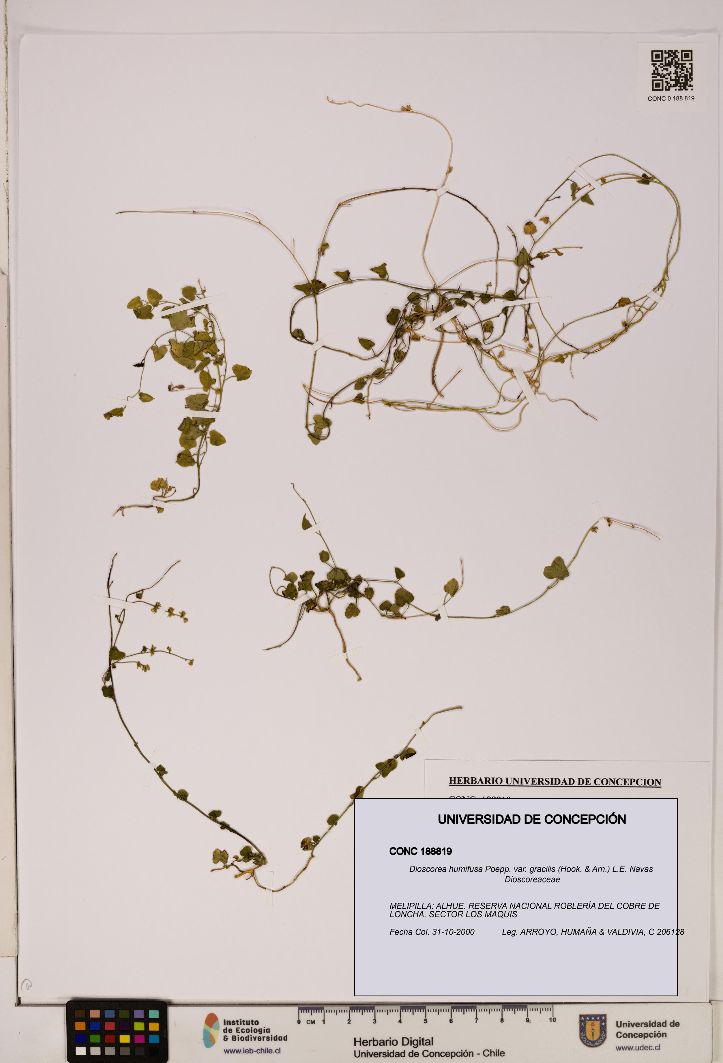 Dioscorea humifusa var. gracilis [Espécimen: ]