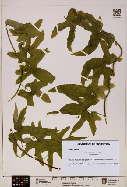 Dioscorea reticulata [Espécimen: ]