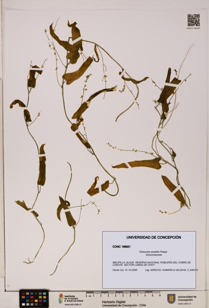 Dioscorea saxatilis [Espécimen: ]