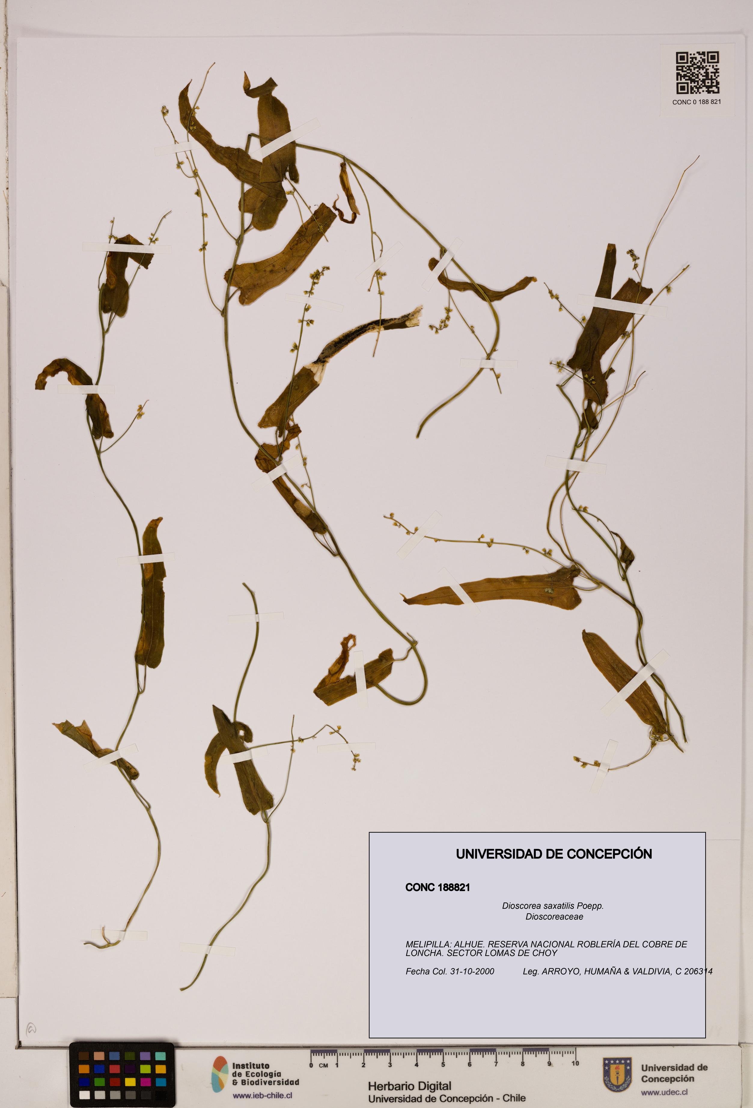 Dioscorea saxatilis [Espécimen: ]