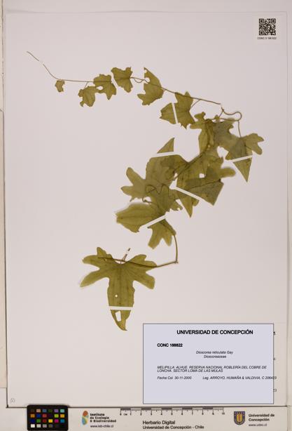 Dioscorea reticulata [Espécimen: ]