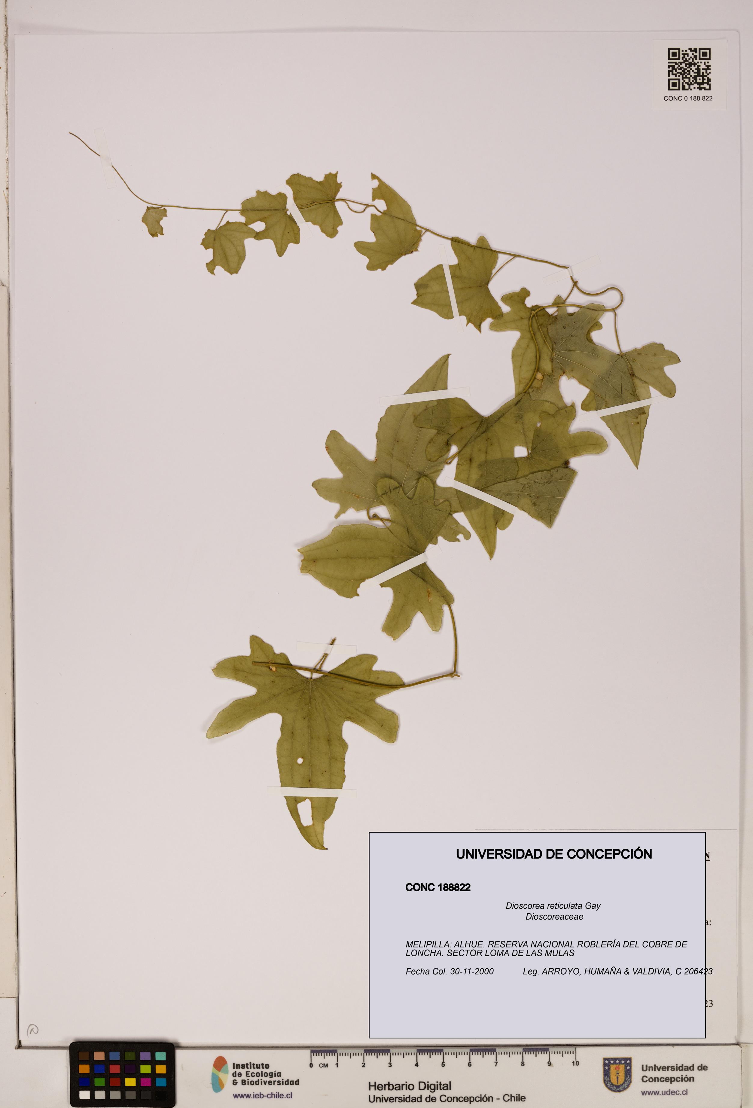 Dioscorea reticulata [Espécimen: ]