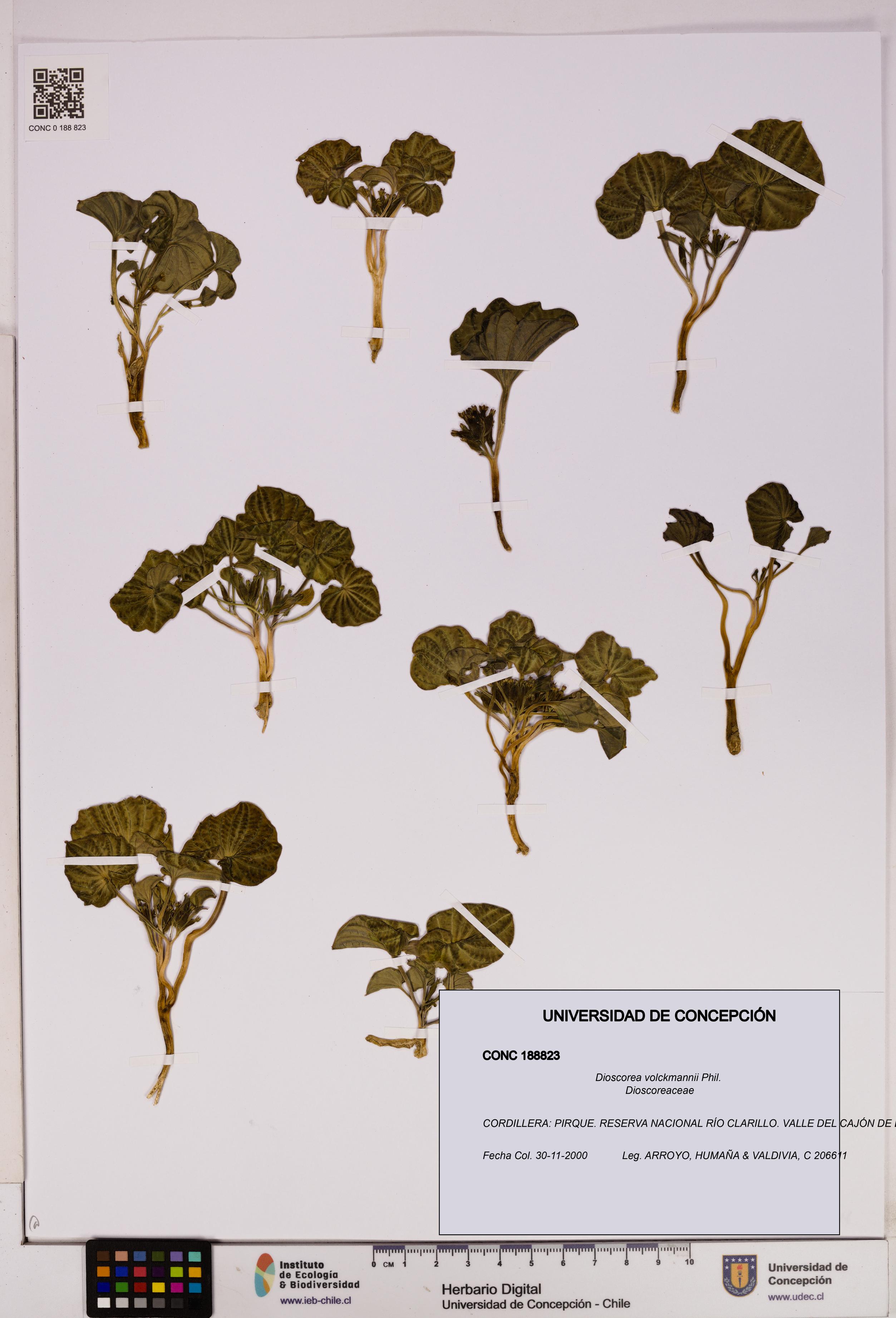 Dioscorea volckmannii [Espécimen: UDEC:CONC:0188823]