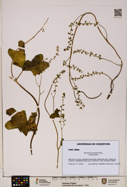 Dioscorea bryoniifolia [Espécimen: ]