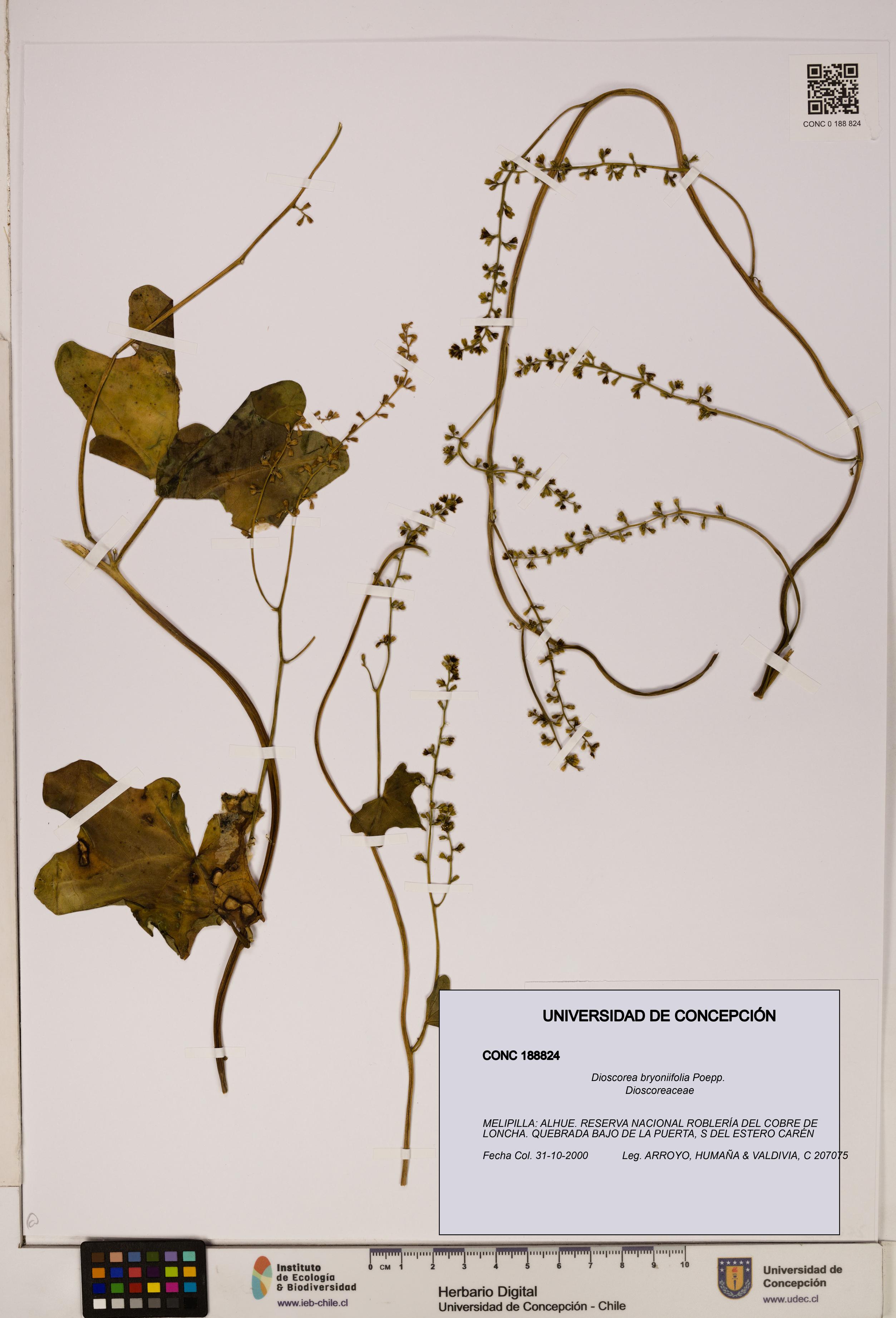 Dioscorea bryoniifolia [Espécimen: ]