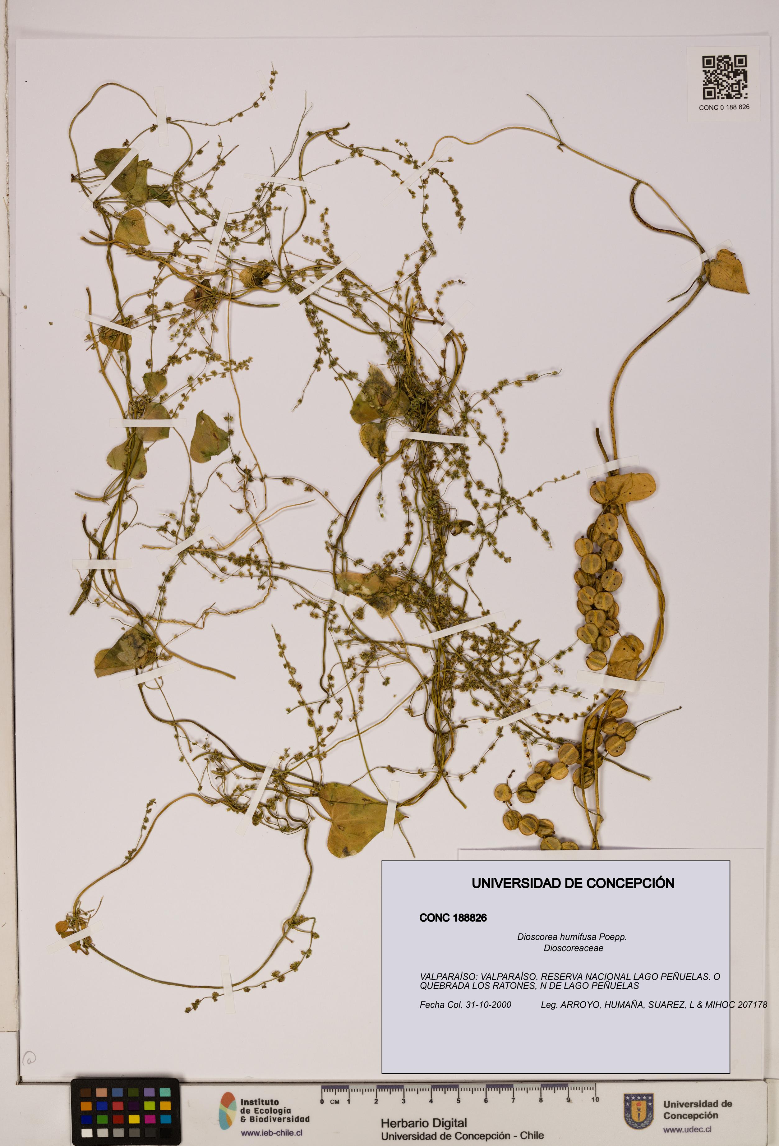 Dioscorea humifusa [Espécimen: ]
