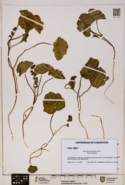 Dioscorea volckmannii [Espécimen: ]