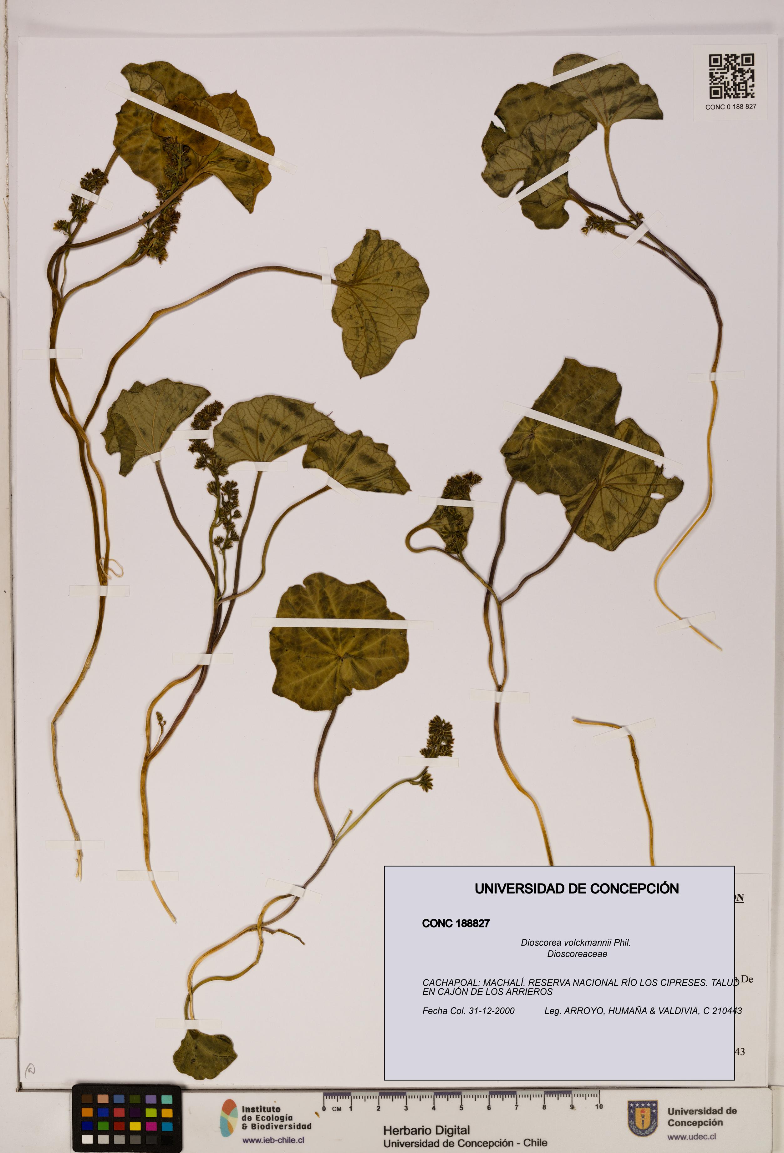 Dioscorea volckmannii [Espécimen: ]