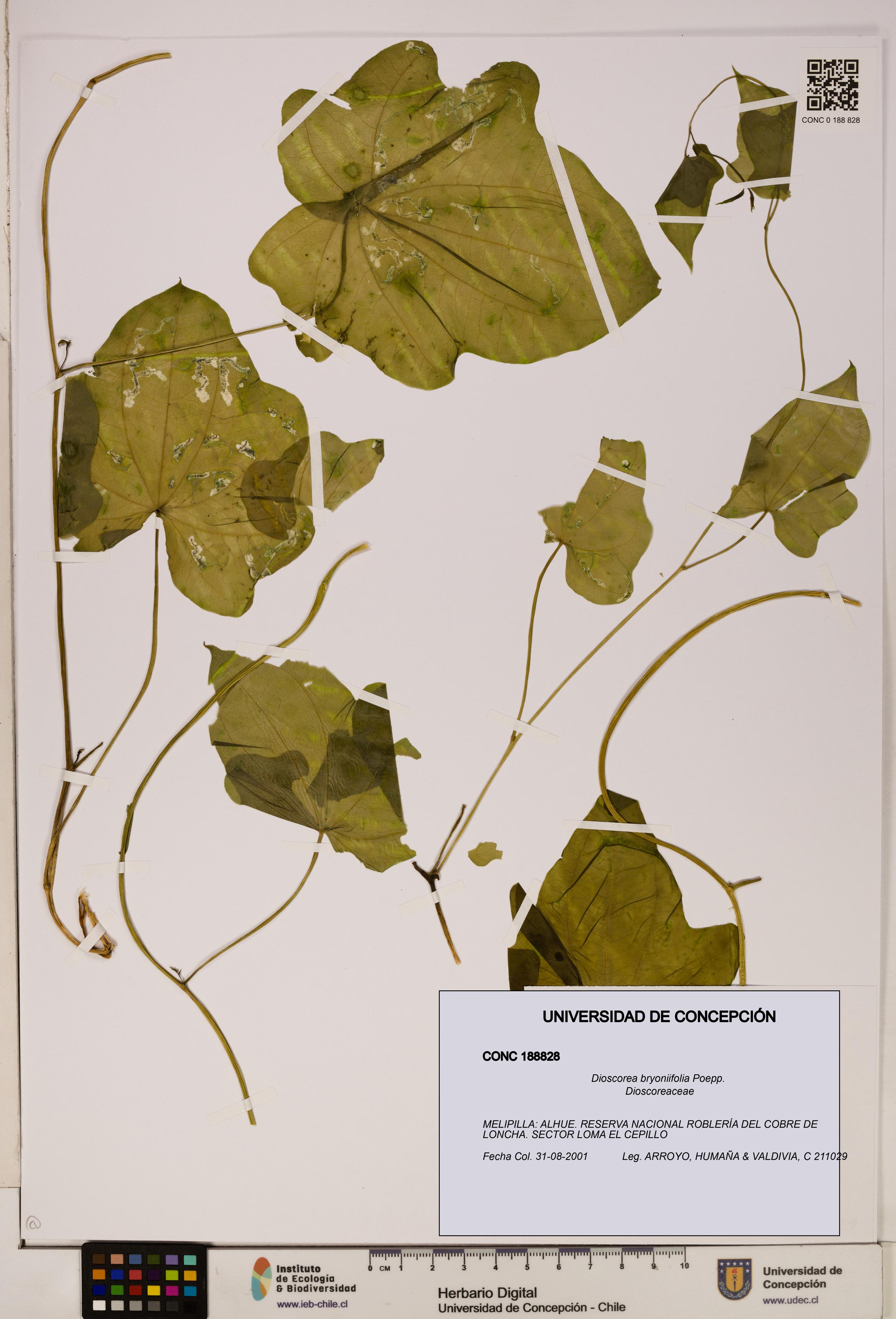Dioscorea bryoniifolia [Espécimen: ]