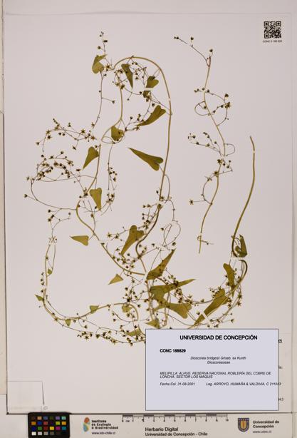Dioscorea bridgesii [Espécimen: ]